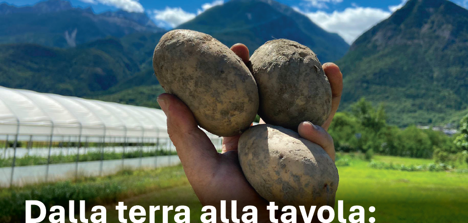 Dalla terra alla tavola: incontro sulla filiera della patata in Valle d'Aosta